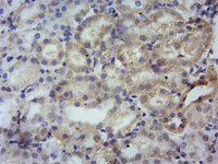 Goat anti-PBR (mouse) Antibody