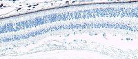 Goat anti-X-arrestin / arrestin 3 Antibody