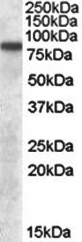 Goat anti-LIMP2 / SCARB2 Antibody