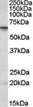Goat anti-STK39 / SPAK Antibody