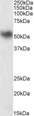 Goat anti-LSP1 Antibody