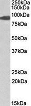Goat anti-Aconitase 2 (aa541-555) Antibody