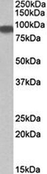 Goat anti-Aconitase 2 Antibody