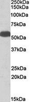 GLUD1 / GLUD2 antibody