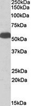 Goat anti-Glutamate Dehydrogenase Antibody