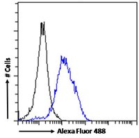 Goat anti-POU3F3 / BRN1 / OCT8 Antibody