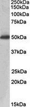 Goat anti-ACPP / PAP Antibody