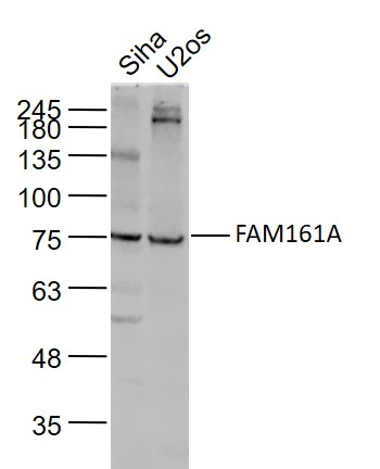 FAM161A antibody