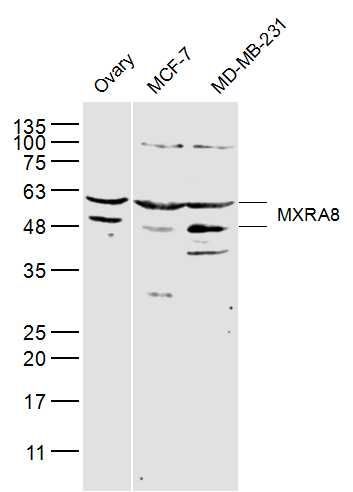 MXRA8 antibody