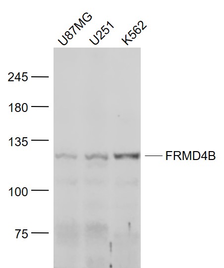 FRMD4B antibody