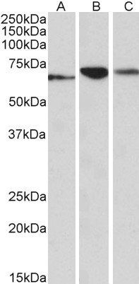 PDIA2 antibody