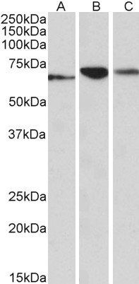 Goat anti-PDIA2 (aa477-481) Antibody