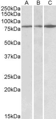 Goat anti-PAPD5 (aa78-90) Antibody