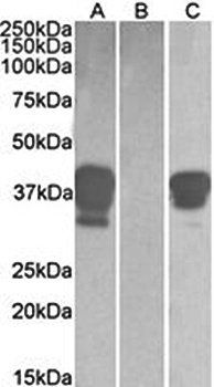 Goat anti-POU2AF1 Antibody