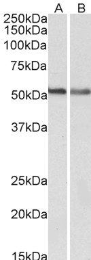 Goat anti-CB1 (isoform a) Antibody
