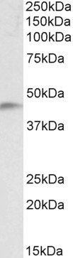 Goat anti-NDRG2 Antibody