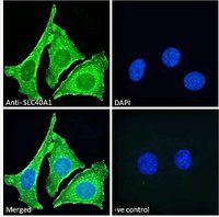 SLC40A1 antibody