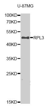 RPL3 antibody