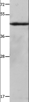 KRT23 Antibody