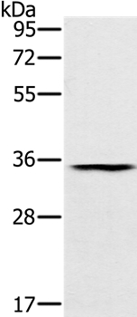 TRIM40 Antibody
