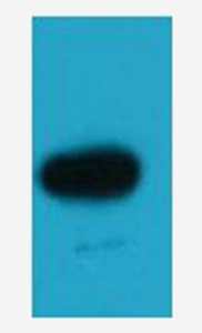 EBFP Rabbit Polyclonal Antibody