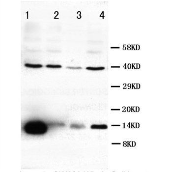 Anti-VEGFD/FIGF Antibody