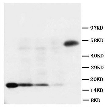 Anti-Interleukin-18 IL18 Antibody