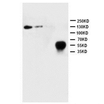 CD62L/SELL Antibody