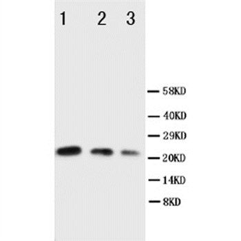 CDC42 Antibody