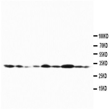 Connexin 32/GJB1 Antibody