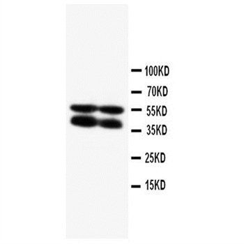 Anti-Connexin 40/GJA5 Antibody