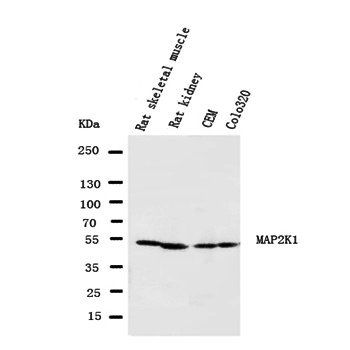 MEK1/MAP2K1 Antibody