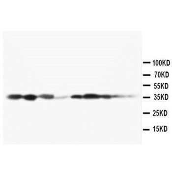 Anti-MEK3/MAP2K3 Antibody