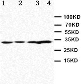 Apolipoprotein D/APOD Antibody