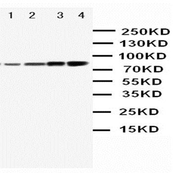 PI 3 Kinase p85 alpha/PIK3R1 Antibody