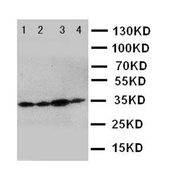 Podoplanin/gp36/PDPN Antibody