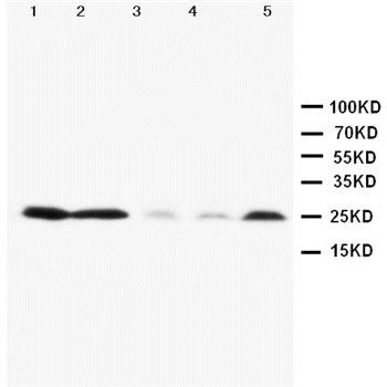 Pleiotrophin/PTN Antibody