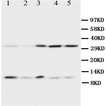 Ubiquitin/UBB Antibody