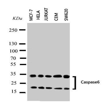 Anti-Caspase-6(P18)/CASP6 Antibody
