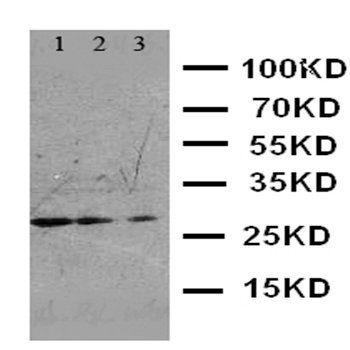 Anti-FADD Antibody