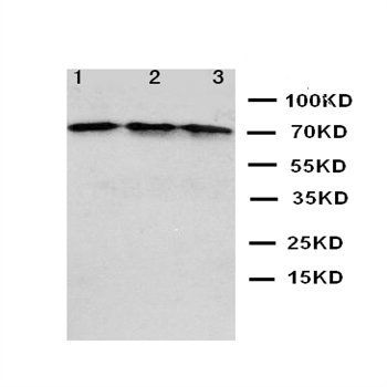 Anti-C-X-C motif chemokine 16 CXCL16 Antibody