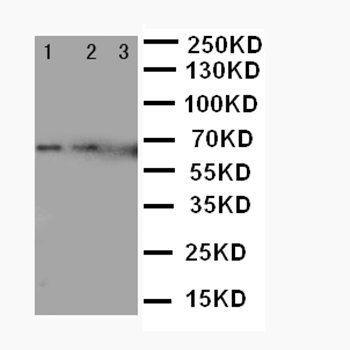 Anti-IL23 P19/IL23A Antibody