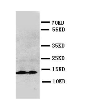 Anti-Interleukin-13 IL13 Antibody