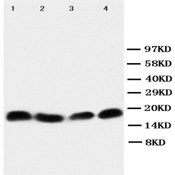 survivin/BIRC5 Antibody