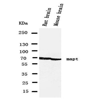 Anti-Tau/MAPT Antibody