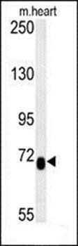 LCA5L antibody
