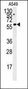C12orf48 antibody