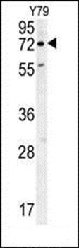 RFT1 antibody