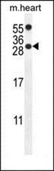 PP1R14C antibody