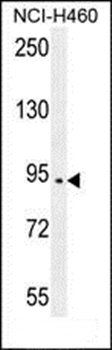 SPARCL1 antibody